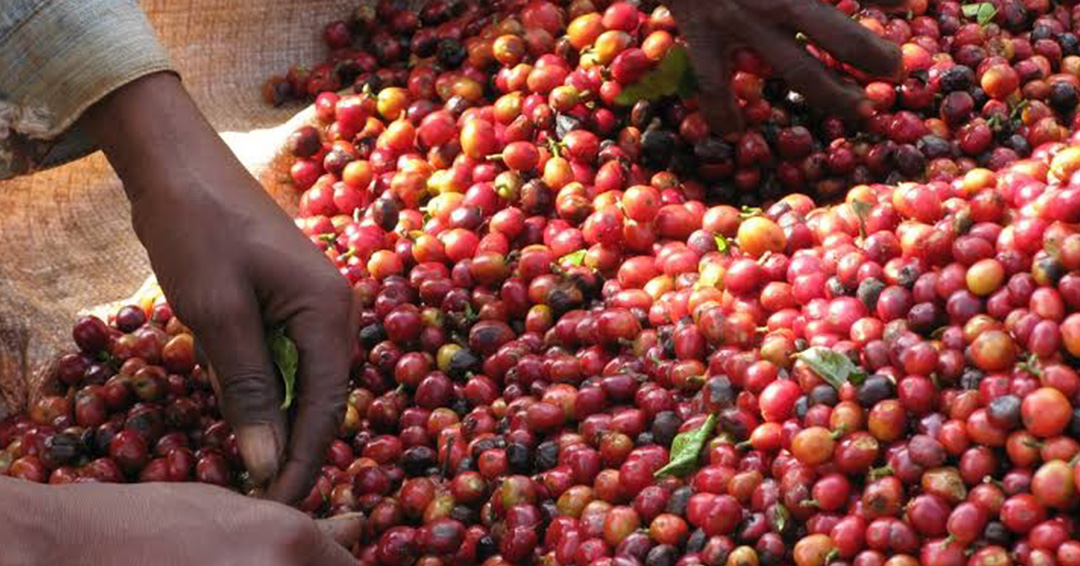 uganda-earns-ugx218bn-from-january-coffee-exports-as-global-consumption-increases